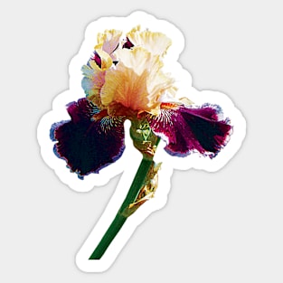 Irises - Cream and Magenta Iris Sticker